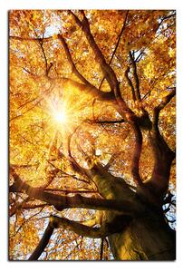 Slika na platnu - Sunce kroz grane drveća - pravokutnik 7240A (90x60 cm )
