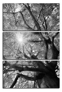 Slika na platnu - Sunce kroz grane drveća - pravokutnik 7240QB (120x80 cm)