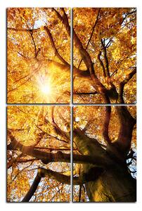 Slika na platnu - Sunce kroz grane drveća - pravokutnik 7240E (120x80 cm)