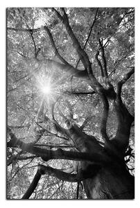 Slika na platnu - Sunce kroz grane drveća - pravokutnik 7240QA (100x70 cm)