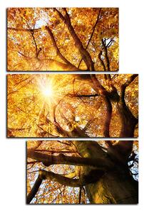 Slika na platnu - Sunce kroz grane drveća - pravokutnik 7240D (90x60 cm)