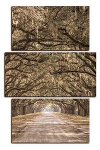 Slika na platnu - Povijesni hrastovi obrubljeni zemljanom cestom - pravokutnik 7239FC (90x60 cm)