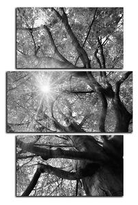 Slika na platnu - Sunce kroz grane drveća - pravokutnik 7240QC (90x60 cm)