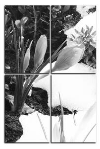 Slika na platnu - Skoré jarné kvetiny - obdĺžnik 7242QE (120x80 cm)