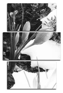 Slika na platnu - Rano proljetno cvijeće - pravokutnik 7242QC (120x80 cm)