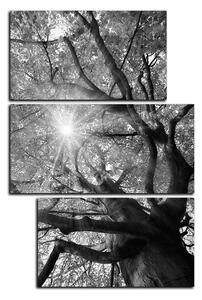 Slika na platnu - Sunce kroz grane drveća - pravokutnik 7240QD (90x60 cm)