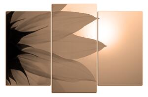 Slika na platnu - Cvijet suncokreta 1201FC (120x80 cm)
