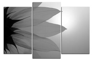 Slika na platnu - Cvijet suncokreta 1201QC (120x80 cm)