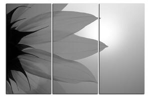 Slika na platnu - Cvijet suncokreta 1201QB (90x60 cm )
