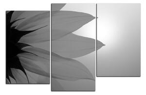 Slika na platnu - Cvijet suncokreta 1201QD (120x80 cm)