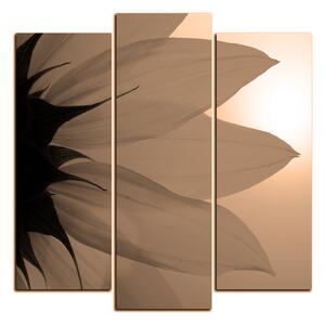 Slika na platnu - Cvijet suncokreta - kvadrat 3201FC (75x75 cm)