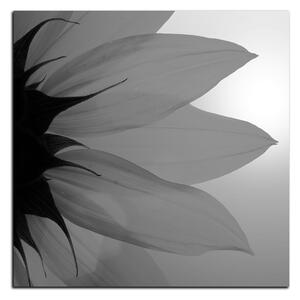 Slika na platnu - Cvijet suncokreta - kvadrat 3201QA (50x50 cm)