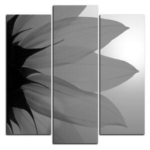 Slika na platnu - Cvijet suncokreta - kvadrat 3201QC (75x75 cm)