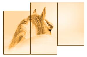 Slika na platnu - Andaluzijski konj u magli 1219FD (105x70 cm)