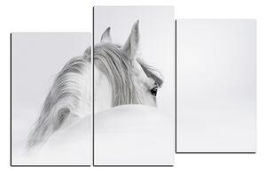 Slika na platnu - Andaluzijski konj u magli 1219C (90x60 cm)