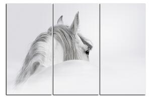 Slika na platnu - Andaluzijski konj u magli 1219B (150x100 cm)