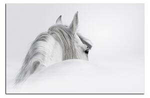 Slika na platnu - Andaluzijski konj u magli 1219A (90x60 cm )
