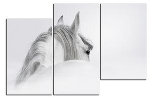 Slika na platnu - Andaluzijski konj u magli 1219D (90x60 cm)
