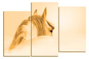 Slika na platnu - Andaluzijski konj u magli 1219FC (120x80 cm)