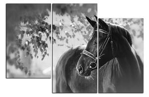 Slika na platnu - Crni konj 1220QD (120x80 cm)