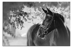 Slika na platnu - Crni konj 1220QA (100x70 cm)