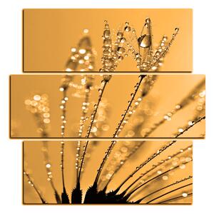 Slika na platnu - Rosni maslačak - kvadrat 3210FD (75x75 cm)