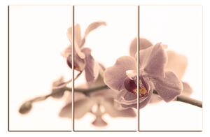 Slika na platnu - Cvijet orhideje izoliran na bijeloj pozadini 1222FB (150x100 cm)
