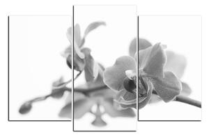 Slika na platnu - Cvijet orhideje izoliran na bijeloj pozadini 1222QC (150x100 cm)