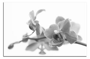 Slika na platnu - Cvijet orhideje izoliran na bijeloj pozadini 1222QA (90x60 cm )