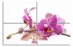 Slika na platnu - Cvijet orhideje izoliran na bijeloj pozadini 1222E (120x80 cm)