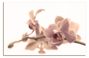 Slika na platnu - Cvijet orhideje izoliran na bijeloj pozadini 1222FA (75x50 cm)