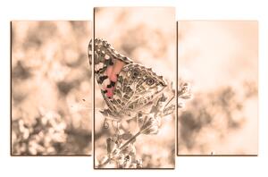 Slika na platnu - Leptir na lavandi 1221FC (90x60 cm)