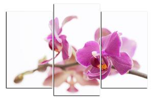 Slika na platnu - Cvijet orhideje izoliran na bijeloj pozadini 1222C (150x100 cm)