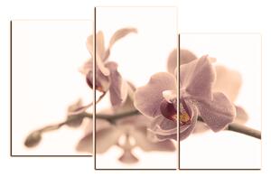 Slika na platnu - Cvijet orhideje izoliran na bijeloj pozadini 1222FD (90x60 cm)