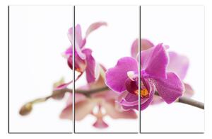 Slika na platnu - Cvijet orhideje izoliran na bijeloj pozadini 1222B (150x100 cm)