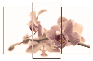 Slika na platnu - Cvijet orhideje izoliran na bijeloj pozadini 1222FC (150x100 cm)