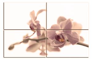 Slika na platnu - Cvijet orhideje izoliran na bijeloj pozadini 1222FE (120x80 cm)