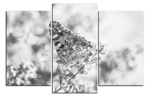 Slika na platnu - Leptir na lavandi 1221QC (150x100 cm)