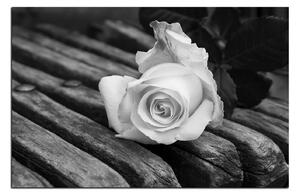 Slika na platnu - Bijela ruža na klupi 1224QA (90x60 cm )