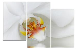 Slika na platnu - Krupni plan bijele orhideje 1223D (105x70 cm)