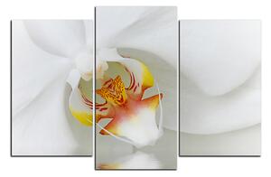 Slika na platnu - Krupni plan bijele orhideje 1223C (150x100 cm)