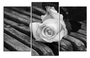 Slika na platnu - Bijela ruža na klupi 1224QC (150x100 cm)