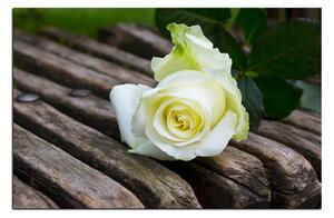 Slika na platnu - Bijela ruža na klupi 1224A (90x60 cm )