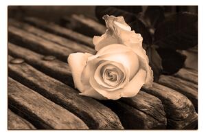 Slika na platnu - Bijela ruža na klupi 1224FA (120x80 cm)