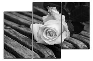 Slika na platnu - Bijela ruža na klupi 1224QD (150x100 cm)