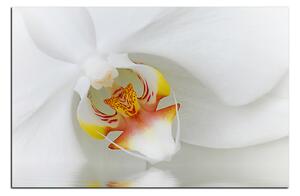 Slika na platnu - Krupni plan bijele orhideje 1223A (90x60 cm )