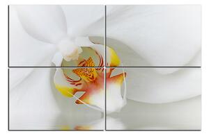 Slika na platnu - Krupni plan bijele orhideje 1223E (150x100 cm)
