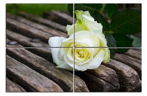 Slika na platnu - Bijela ruža na klupi 1224E (90x60 cm)