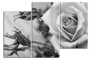 Slika na platnu - Ruža i suhe biljke 1225QD (90x60 cm)