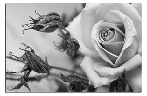 Slika na platnu - Ruža i suhe biljke 1225QA (120x80 cm)